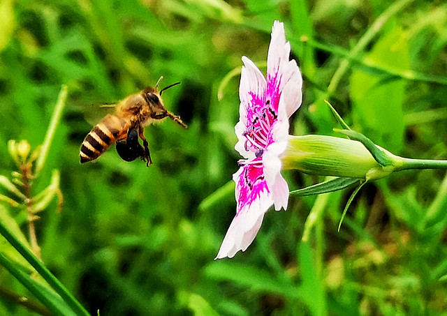 bee-nature-insect-honey-pollen picture material