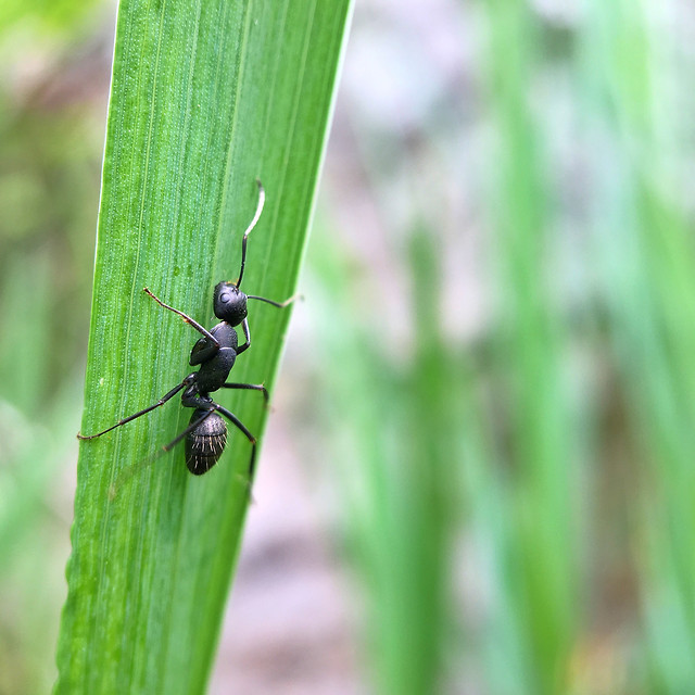 nature-insect-no-person-environment-outdoors 图片素材