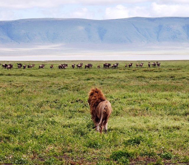 grassland-wildlife-ecosystem-highland-pasture 图片素材