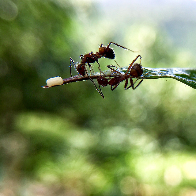 nature-insect-no-person-leaf-wildlife 图片素材