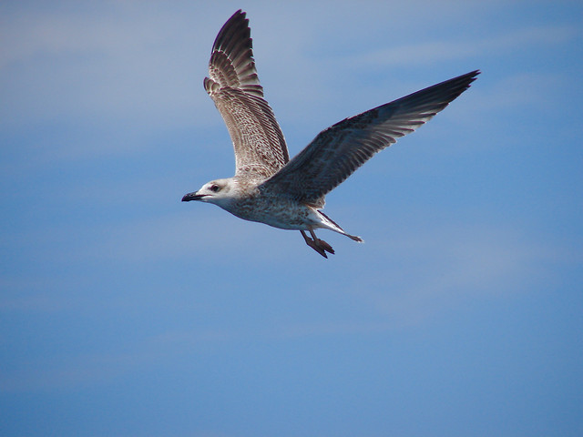 bird-seagulls-no-person-wildlife-flight picture material