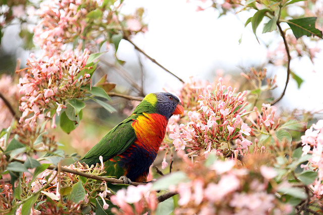 nature-tree-bird-flower-leaf 图片素材