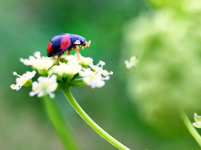 nature-insect-ladybug-leaf-beetle 图片素材
