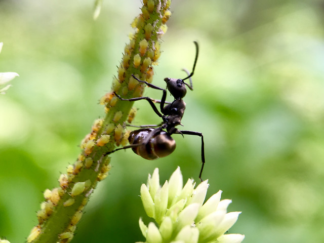 nature-no-person-leaf-outdoors-insect 图片素材