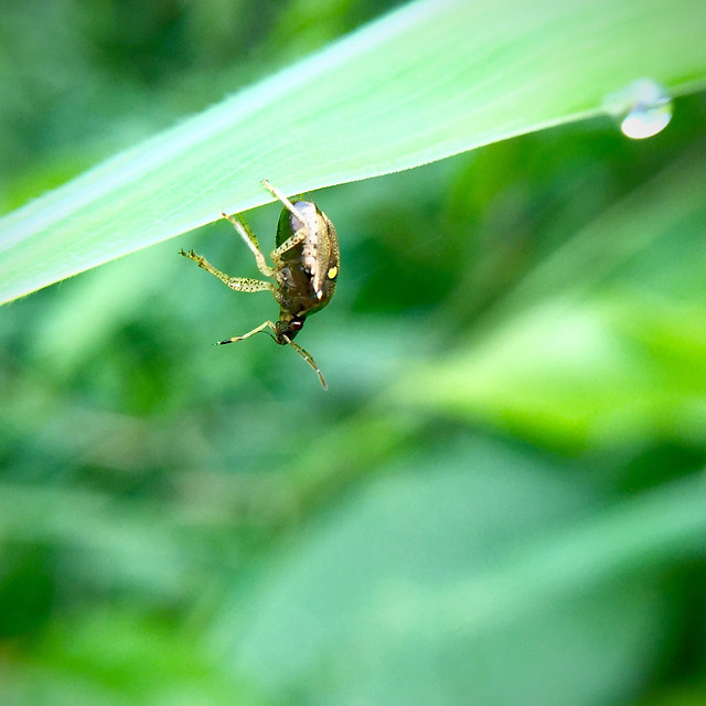 insect-nature-leaf-wildlife-spider 图片素材