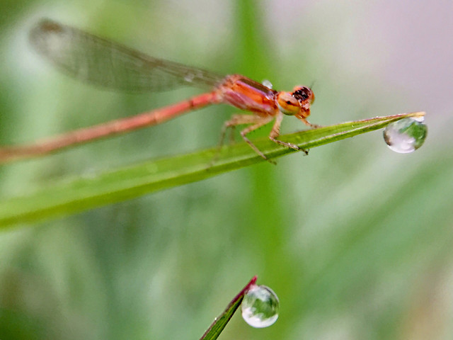 insect-nature-wildlife-leaf-dragonfly picture material