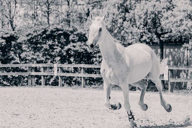 running-horse-horse-vertebrate-mammal-white picture material