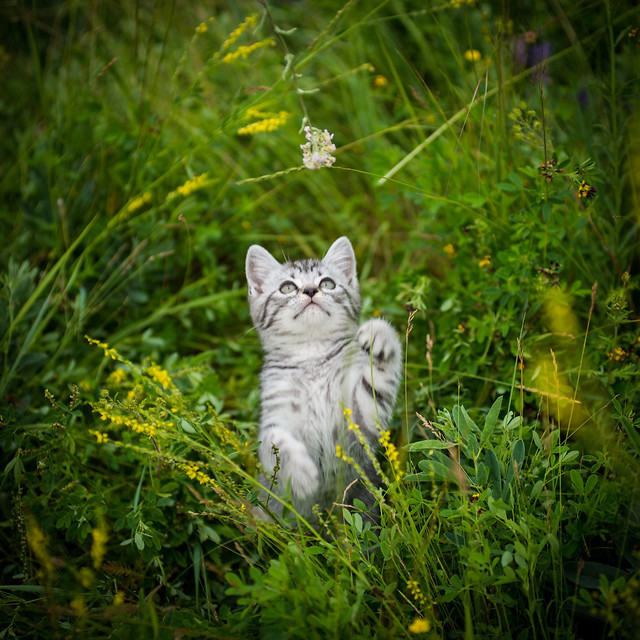 cat-nature-animal-grass-fur picture material