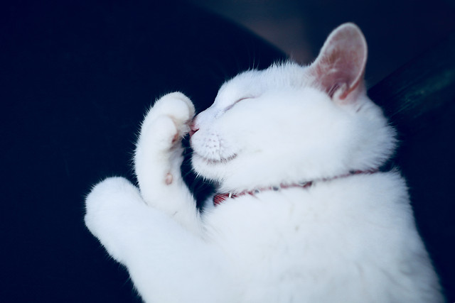 cat-mammal-no-person-portrait-white 图片素材