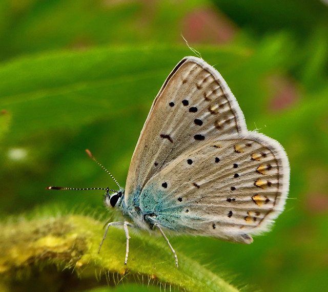 butterfly-nature-insect-summer-outdoors picture material