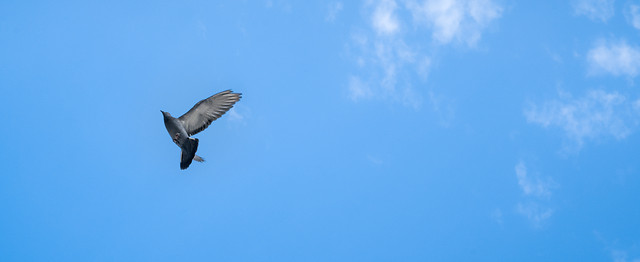 bird-sky-no-person-outdoors-wildlife 图片素材