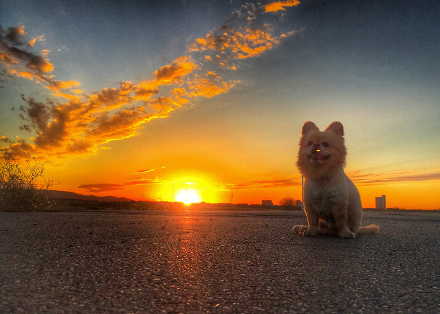 sunset-beach-dawn-sun-evening 图片素材