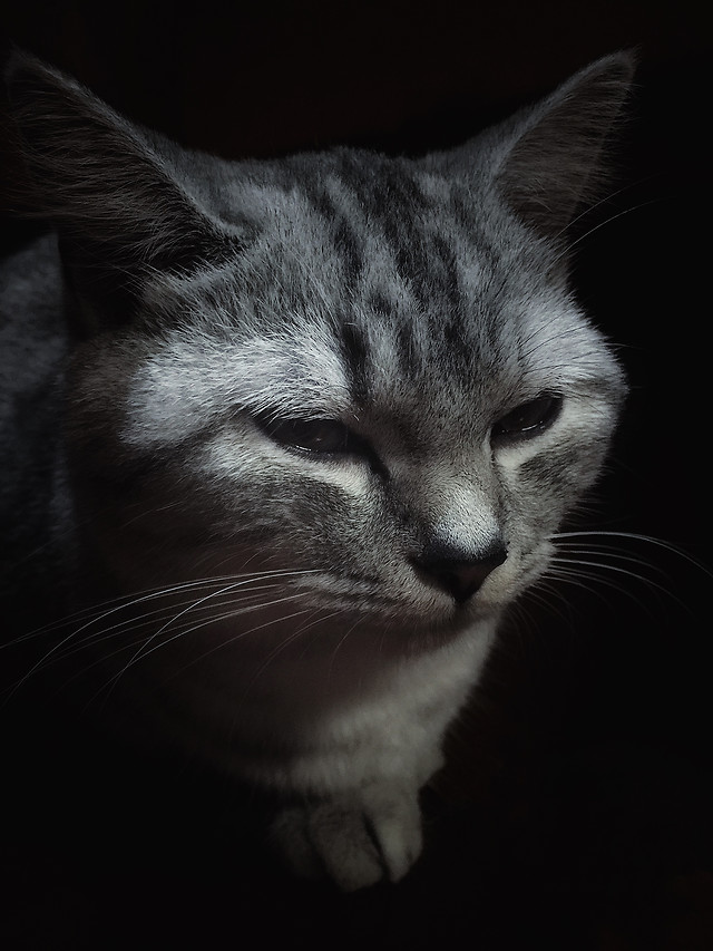 cat-pet-kitten-portrait-cute 图片素材