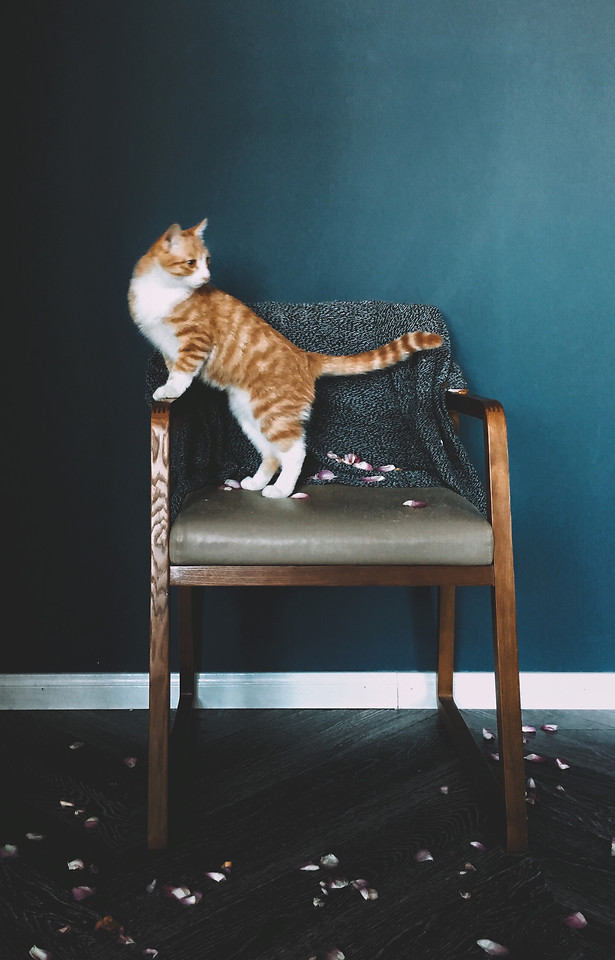 no-person-cat-one-mammal-chair 图片素材