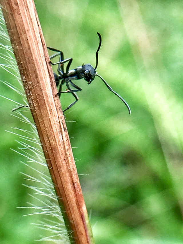 nature-insect-no-person-wildlife-outdoors 图片素材