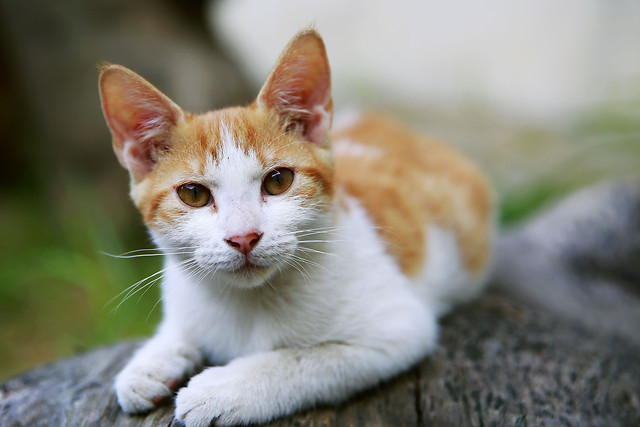 cat-eye-kitten-cute-animal 图片素材