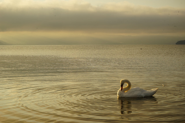 water-bird-sunset-no-person-lake picture material