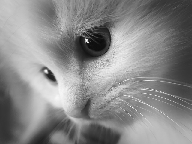 cat-eye-portrait-animal-kitten 图片素材