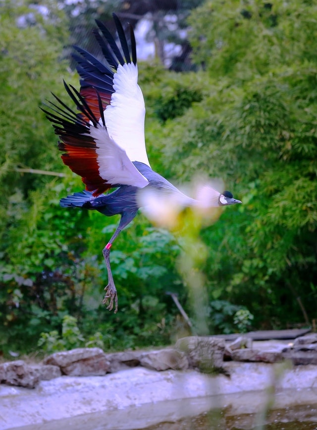 bird-wildlife-beak-tree-water 图片素材