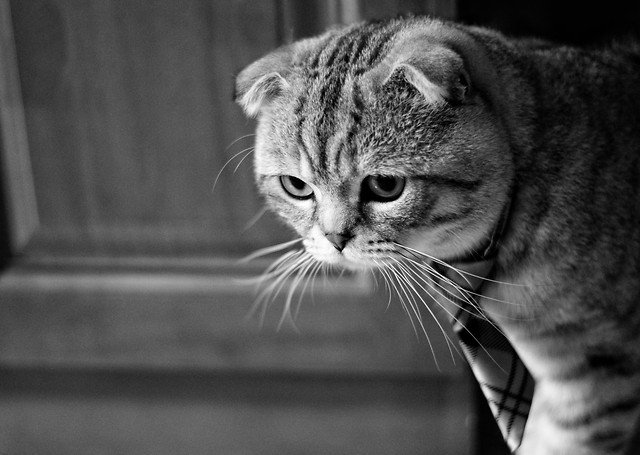 portrait-cat-eye-pet-cute picture material