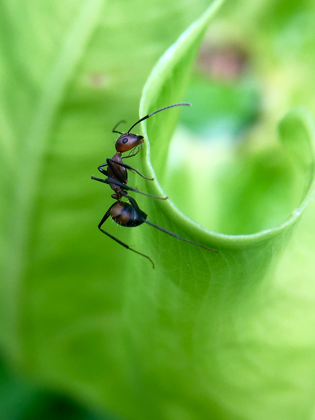 nature-leaf-insect-no-person-flora picture material