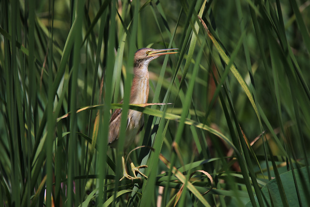 bird-nature-wildlife-no-person-grass picture material