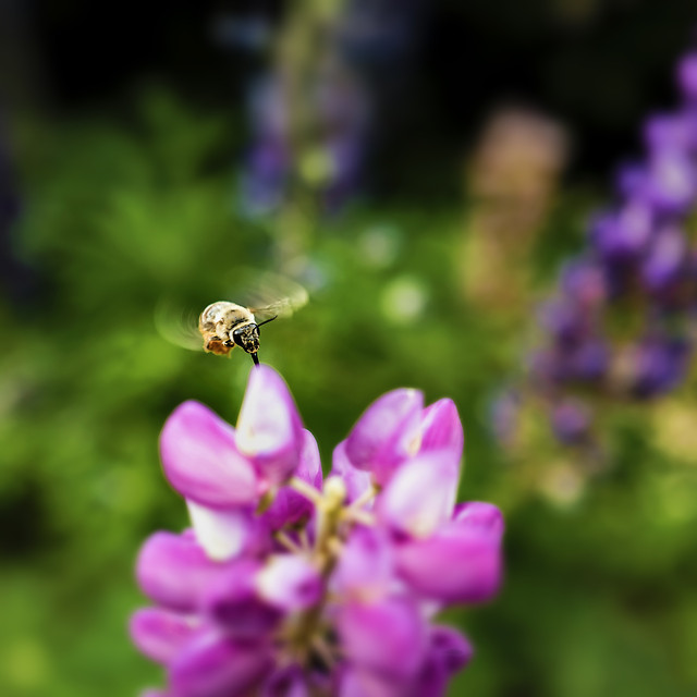 flower-bee-nature-insect-summer picture material