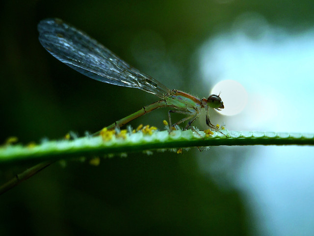 insect-dragonfly-nature-fly-wildlife 图片素材