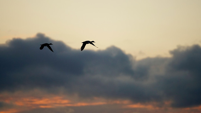 bird-sunset-dawn-sky-evening picture material