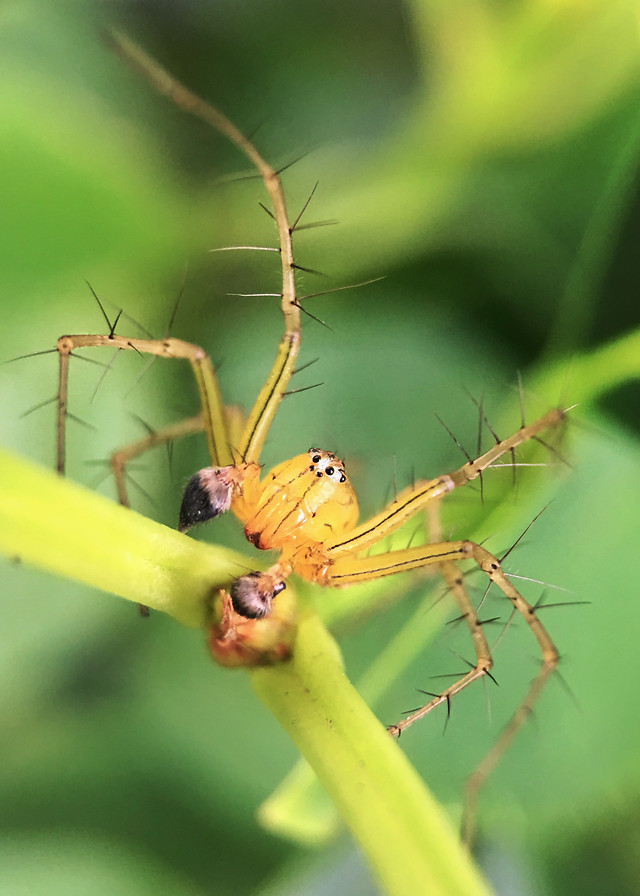 spider-insect-nature-wildlife-arachnid 图片素材