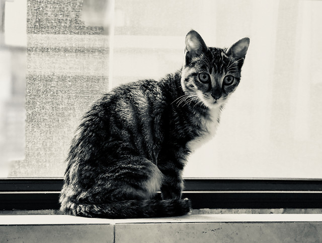 cat-portrait-domestic-pet-kitten 图片素材