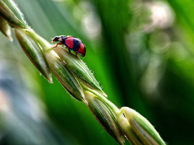 insect-ladybug-beetle-leaf-no-person 图片素材