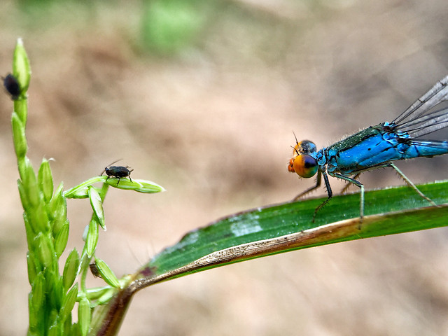 insect-nature-wildlife-dragonfly-no-person 图片素材