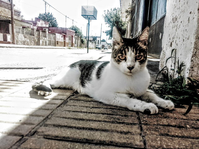 cat-street-animal-pet-portrait picture material