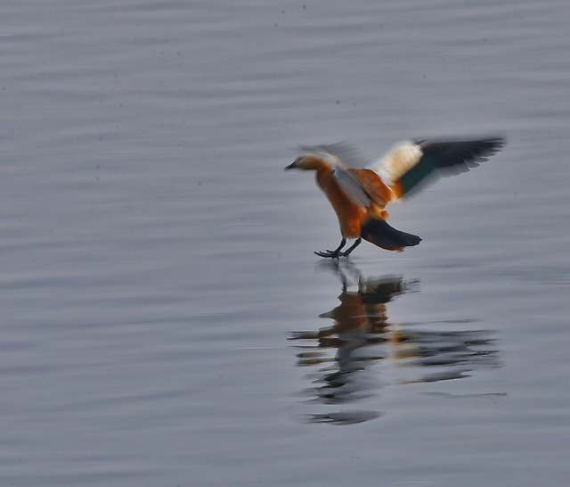 bird-no-person-wildlife-water-waterfowl 图片素材