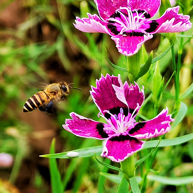 nature-flower-bee-pollen-flora picture material
