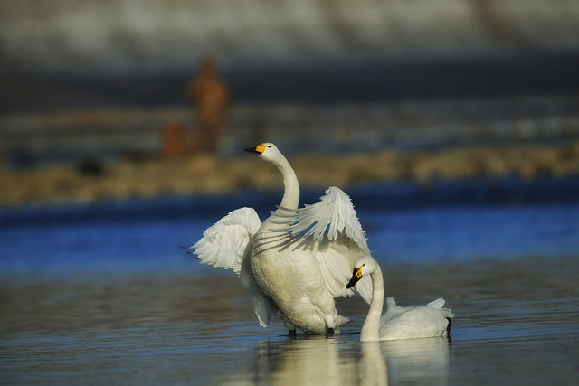 bird-water-no-person-lake-swan 图片素材