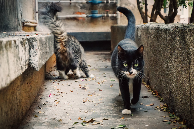 cat-mammal-animal-portrait-cute picture material
