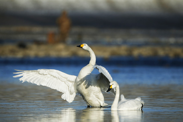 bird-water-swan-wildlife-nature 图片素材