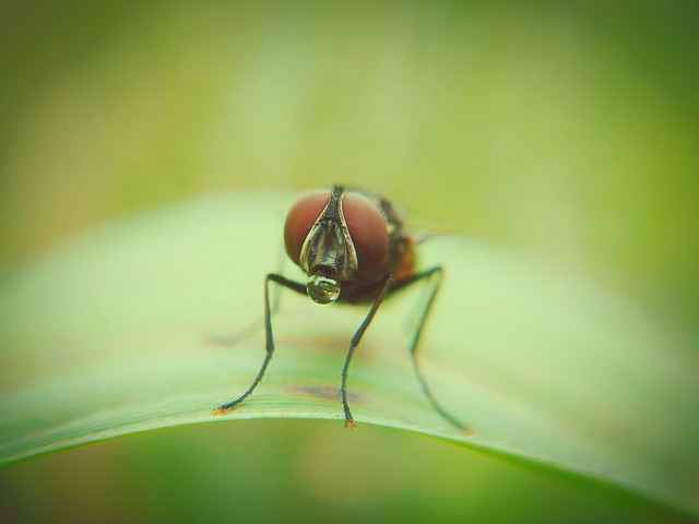 insect-nature-no-person-leaf-beetle 图片素材