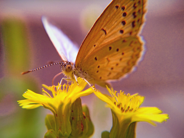 nature-butterfly-insect-no-person-summer picture material