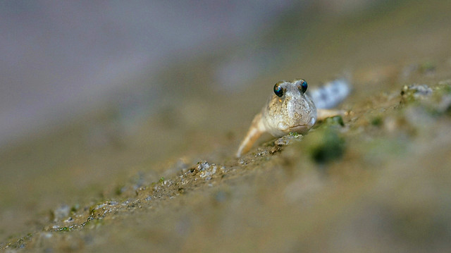 no-person-wildlife-water-nature-animal 图片素材