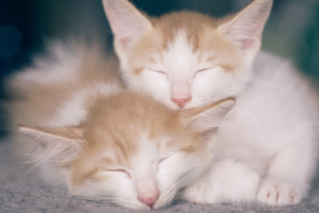 cat-animal-pet-cute-kitten 图片素材