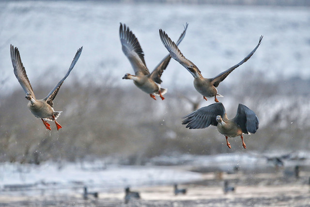 bird-wildlife-flight-seagulls-fly 图片素材