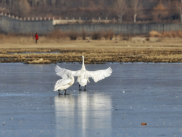 bird-winter-water-snow-lake 图片素材
