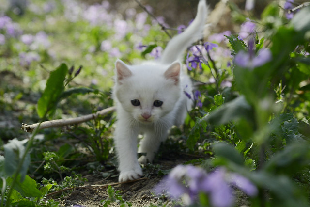 cat-nature-cute-animal-little 图片素材