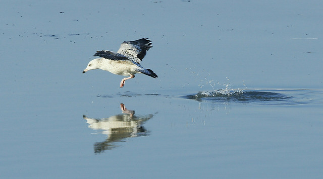 bird-wildlife-water-no-person-waterfowl 图片素材