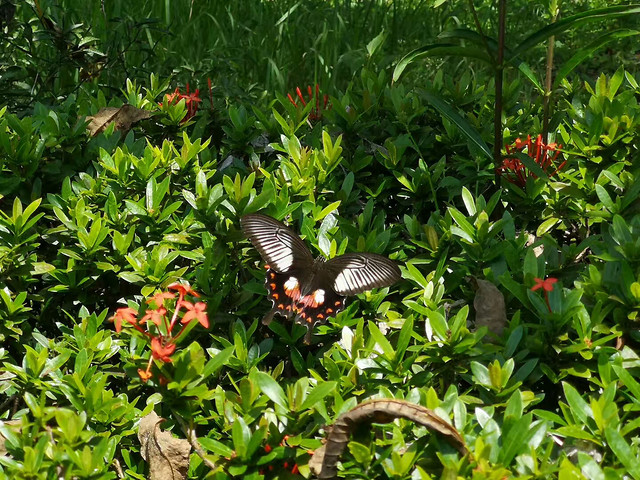 butterfly-insect-flora-shrub-nature 图片素材