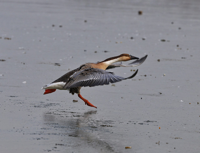 bird-wildlife-waterfowl-duck-no-person 图片素材