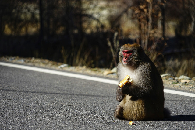 road-street-no-person-nature-animal picture material